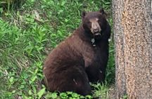 Discover Banff National Park - Premium Day Trip