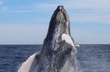 Private Whale Watching Tour!!