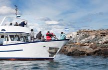 Beagle Channel Yacht Sailing Tour from Ushuaia