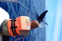 Private Whale Watching Tour!!