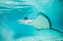 Lagoon Tour in Moorea in Small Group with Lunch