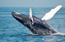 Private Half Day Whale Watching Tour