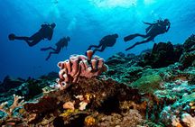 Full-Day Discover Scuba Diving Tour for Beginners in Tulamben