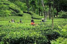 Srimangal Overnight Private Tour from Dhaka