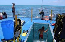 Sun, Snorkel & Sip : Key West Day Trip from Miami