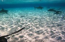 Private Full Day Charter - Stingray City, Starfish Point, Kaibo & Snorkeling