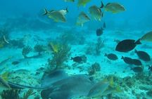 Private Full Day Charter - Stingray City, Starfish Point, Kaibo & Snorkeling