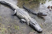 Airboat Swamp Tour with Transportation from New Orleans