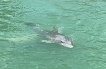 4 Hour Dolphin and Sandbar Cruise
