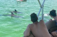 4 Hour Dolphin and Sandbar Cruise