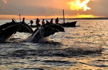 Bali Swim with Dolphin & Watching Sunrise, Gitgit Waterfall 
