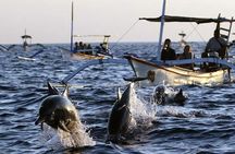 Bali Swim with Dolphin & Watching Sunrise, Gitgit Waterfall 