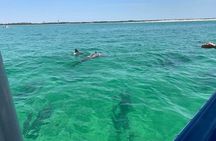 Dolphin & Sightseeing Cruise + Beach Stop + Snorkel + Equipment
