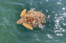 Dolphin & Sightseeing Cruise + Beach Stop + Snorkel + Equipment