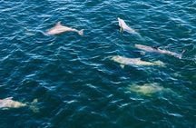 Frisky Mermaid Dolphin + Scenic Bay Sightseeing Tour