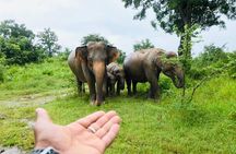 Full Day Tour to Sigiriya, Dambulla and jeep Safari from Colombo