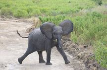 5 Days/4Nights Safari to Mikumi and Ruaha Parks 