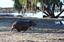3 Days/2Nights Nyerere National Park Safari