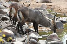 5 Days/4Nights Safari to Mikumi and Ruaha Parks 