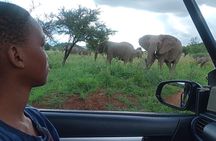 Full Day Ultimate Pilanesberg National Park Safari from Johannesburg or Pretoria