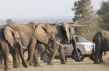 Kruger Park Safari Private Full-Day Tour from Marloth Park