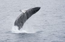 Whale Watching by RIB Speedboat from Downtown Reykjavik
