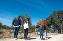 Tour to olive grove and olive mill, oil tasting and snack