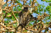 Private Full-Day: Dolphin & Monkey Jungle Adventure