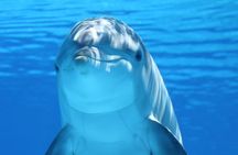 Private Full-Day: Dolphin & Monkey Jungle Adventure