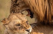 One-Day Safari Tour from Zanzibar with Lunch and Pick Up