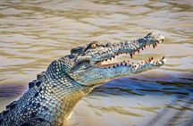 Adelaide River Cruises - Jumping Crocodile Experience