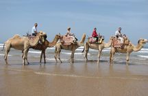 1 Day Dromedary Ride Near Essaouira