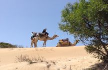 1 Day Dromedary Ride Near Essaouira
