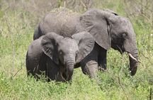 3 Days/2Nights Nyerere National Park Safari