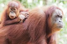 Monkey Business 3 days - 2 nights Jungle trekking (including rafting)