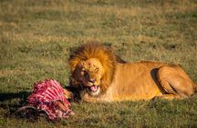 One Day Tour to Maasai Mara Game reserve from Nairobi