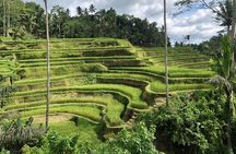 Full-Day Highlights and Best of Ubud Village 