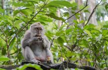 Full Day Kintamani Volcano View and Ubud Village Tour