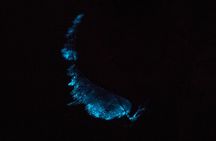 Bioluminescent Kayak Tour