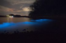 Bioluminescent Kayak Tour