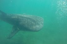 Snorkel Tour with Whale Shark in La Paz