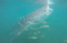 Snorkel Tour with Whale Shark in La Paz