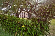 N’awlins Luxury: Oak Alley Plantation & Pontoon Swamp Tour w/Transportation