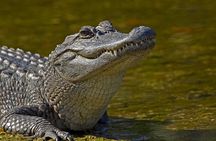 Nawlins Luxury: Airboat Swamp Tour with Transportation