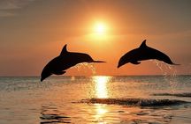 Full-Day Guided private Dolphins tour+ Monkeys + Stone town &spice Farm Zanzibar