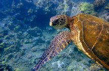 Maui's Only Clear Bottom Kayak Rental (priced per tandem kayak)