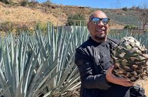 Mezcal & Tequila Tasting at Mexico City with full dinner 