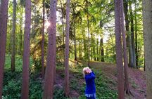 Shinrin Yoku in the Sonian Forest Belgium