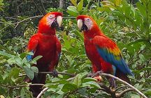 4-Day Private Tour to Manu National Park from Cusco