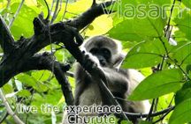 Day Trip from Guayaquil to Howler Monkey Trail and Cacao Farm